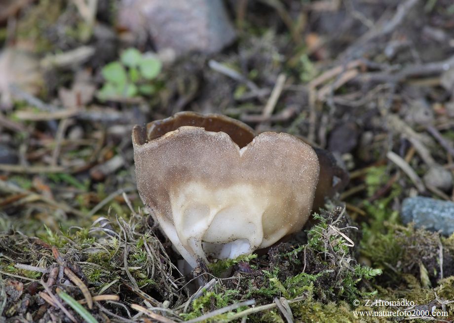 chřapáč obecný, Helvella acetabulum (Houby, Fungi)